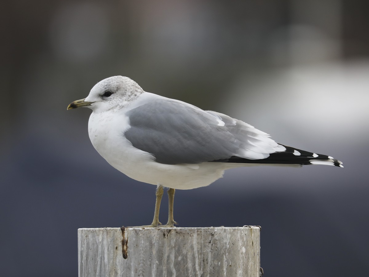 Common Gull - ML408448261