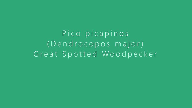 Great Spotted Woodpecker - ML408448931