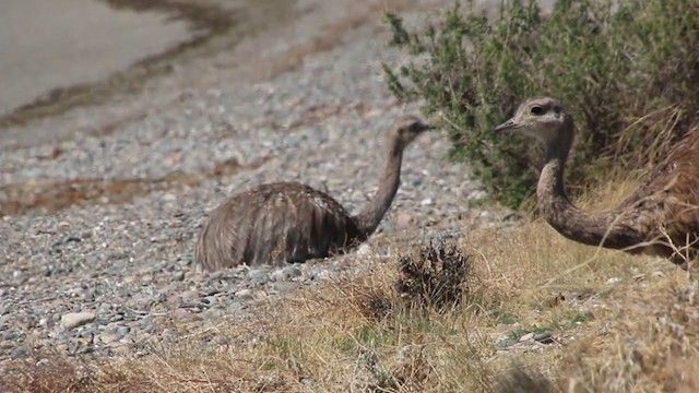 Lesser Rhea - ML408449011