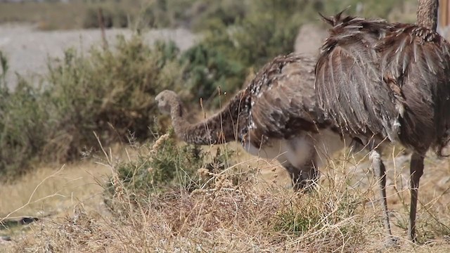 Lesser Rhea - ML408449391