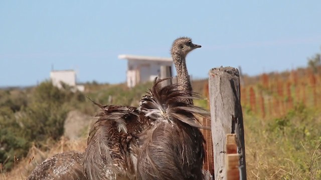 Lesser Rhea - ML408450251