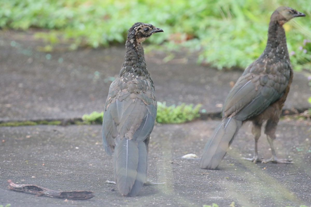 Dusky-legged Guan - simon walkley