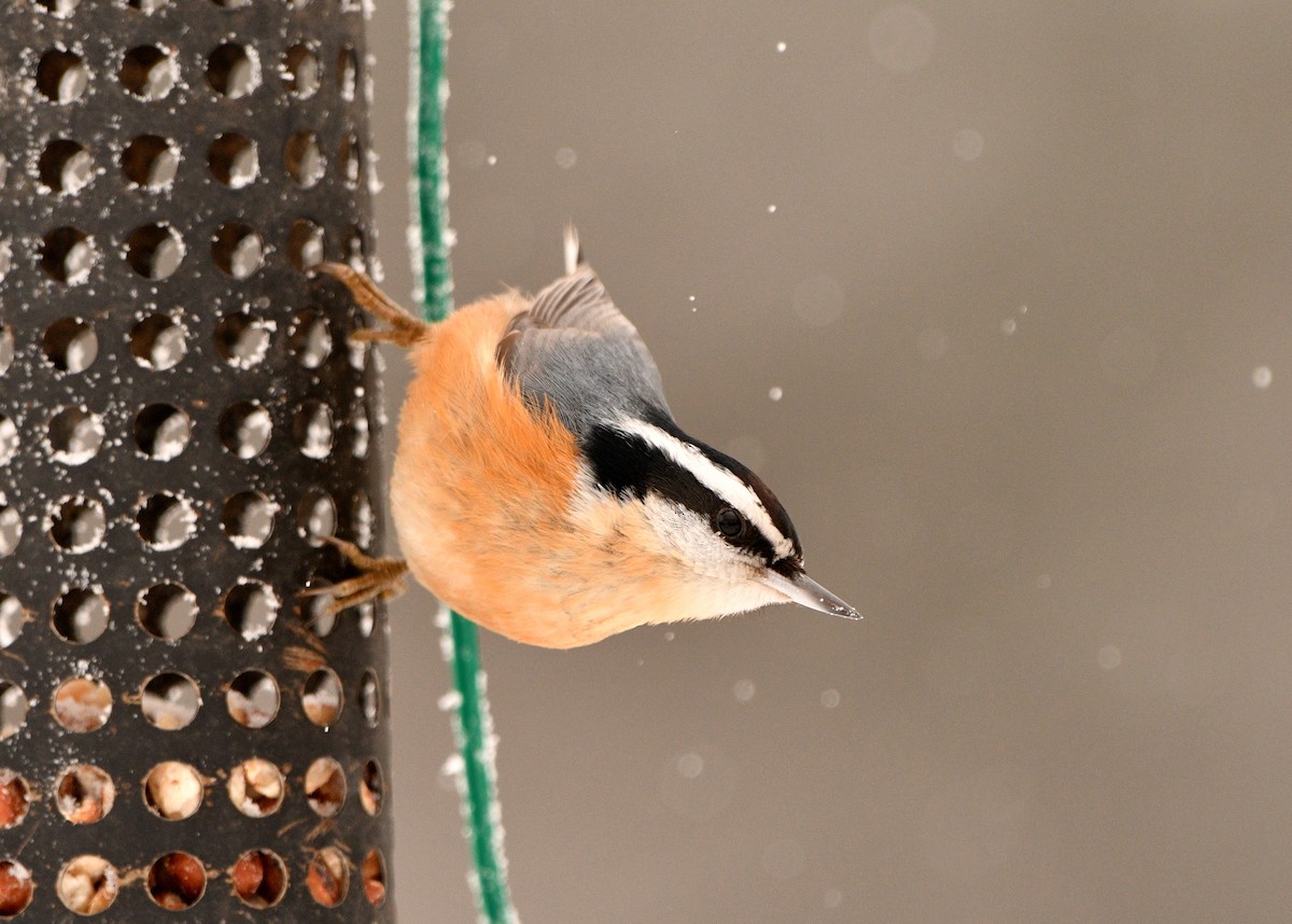 Red-breasted Nuthatch - ML408456321