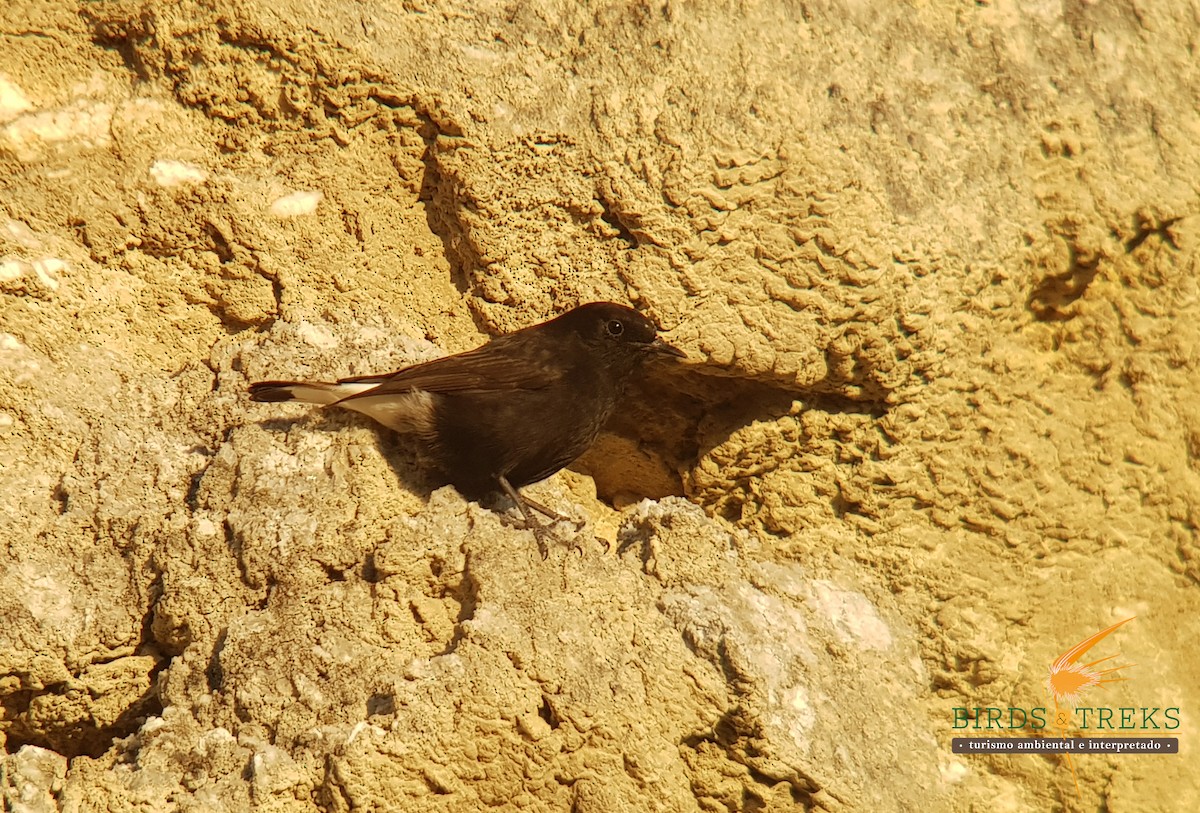 Black Wheatear - ML408456781