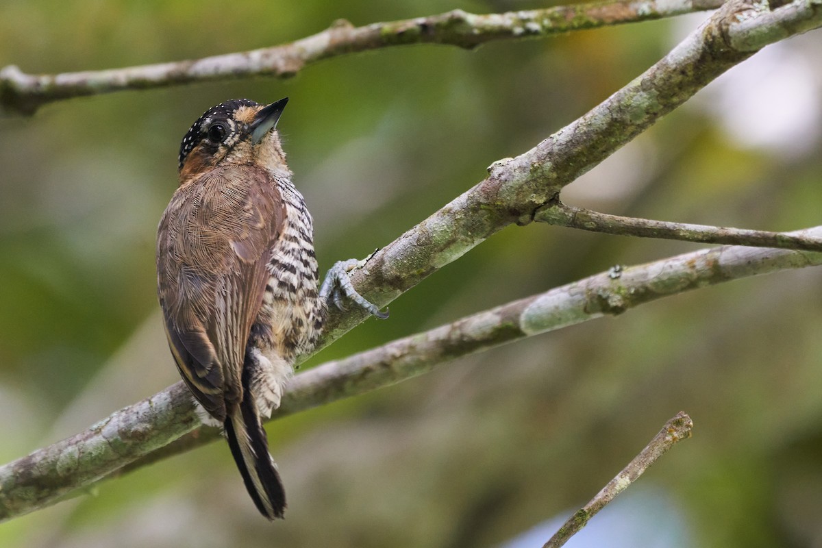 Ochre-collared Piculet - ML408457311