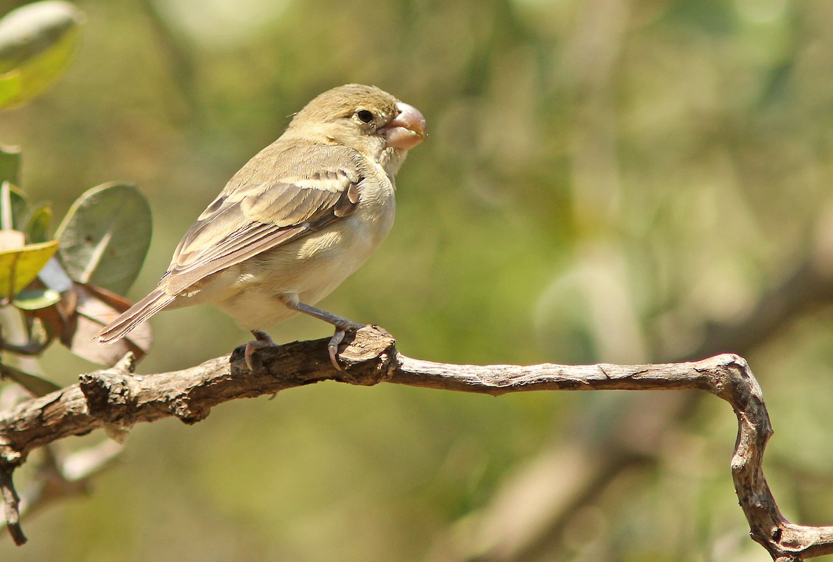 Parrot-billed Seedeater - David Beadle