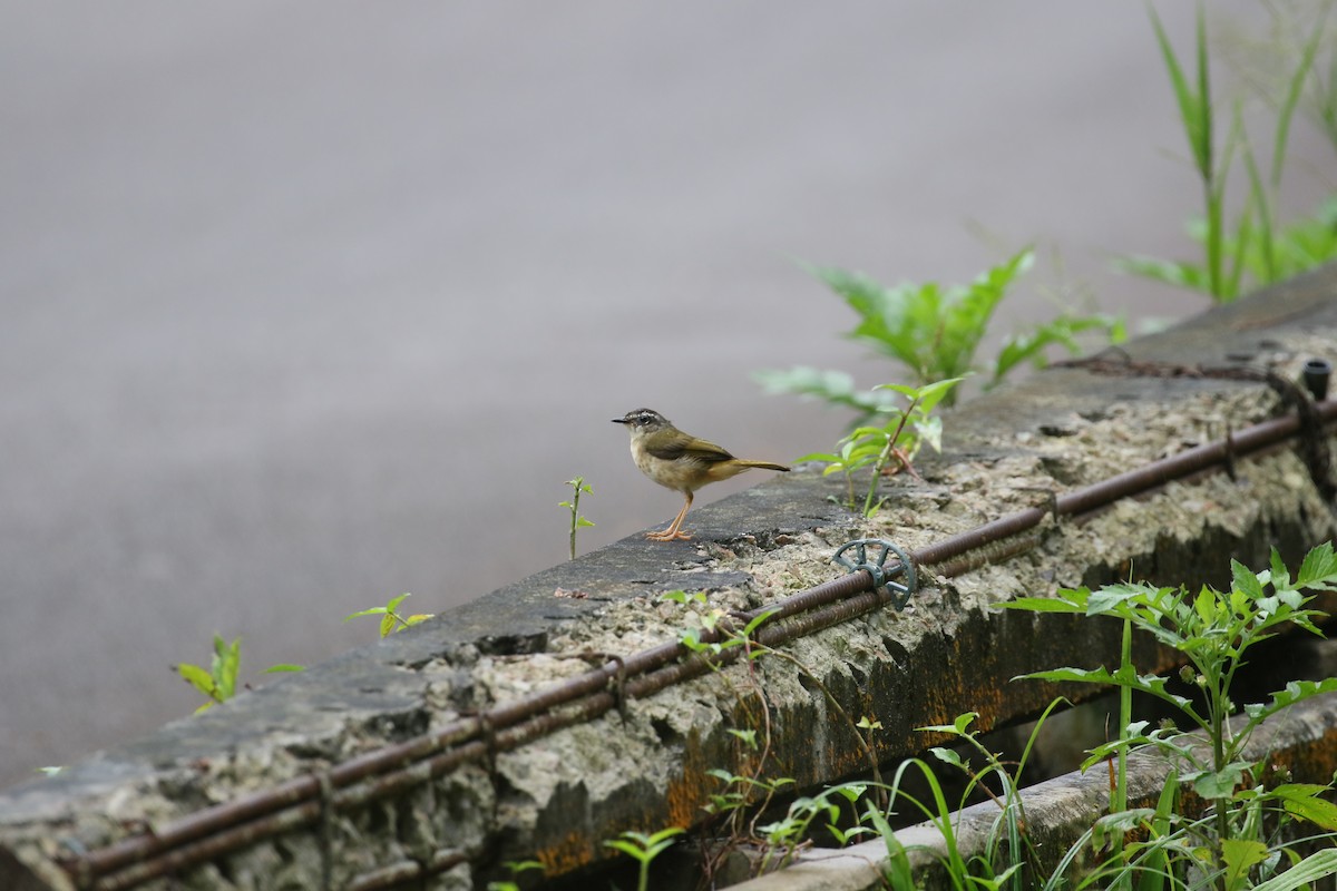 Riverbank Warbler - ML408457791