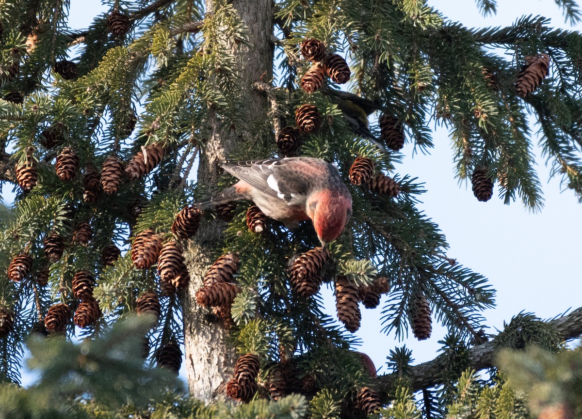 White-winged Crossbill - Jeff  Bahls