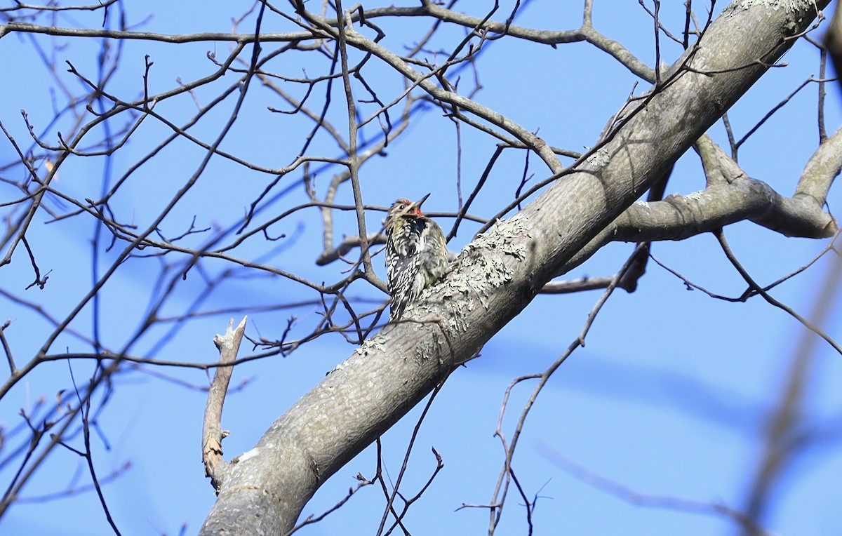 Yellow-bellied Sapsucker - Erik Nielsen