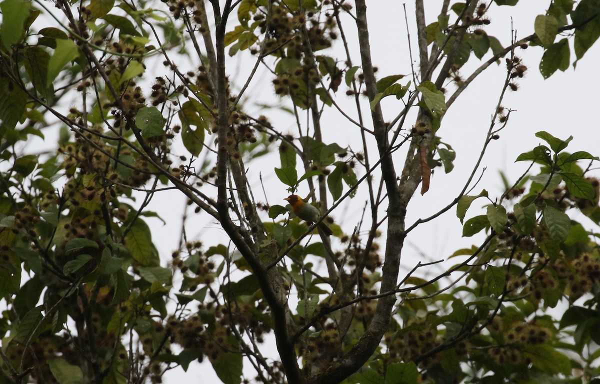 Rufous-headed Tanager - simon walkley