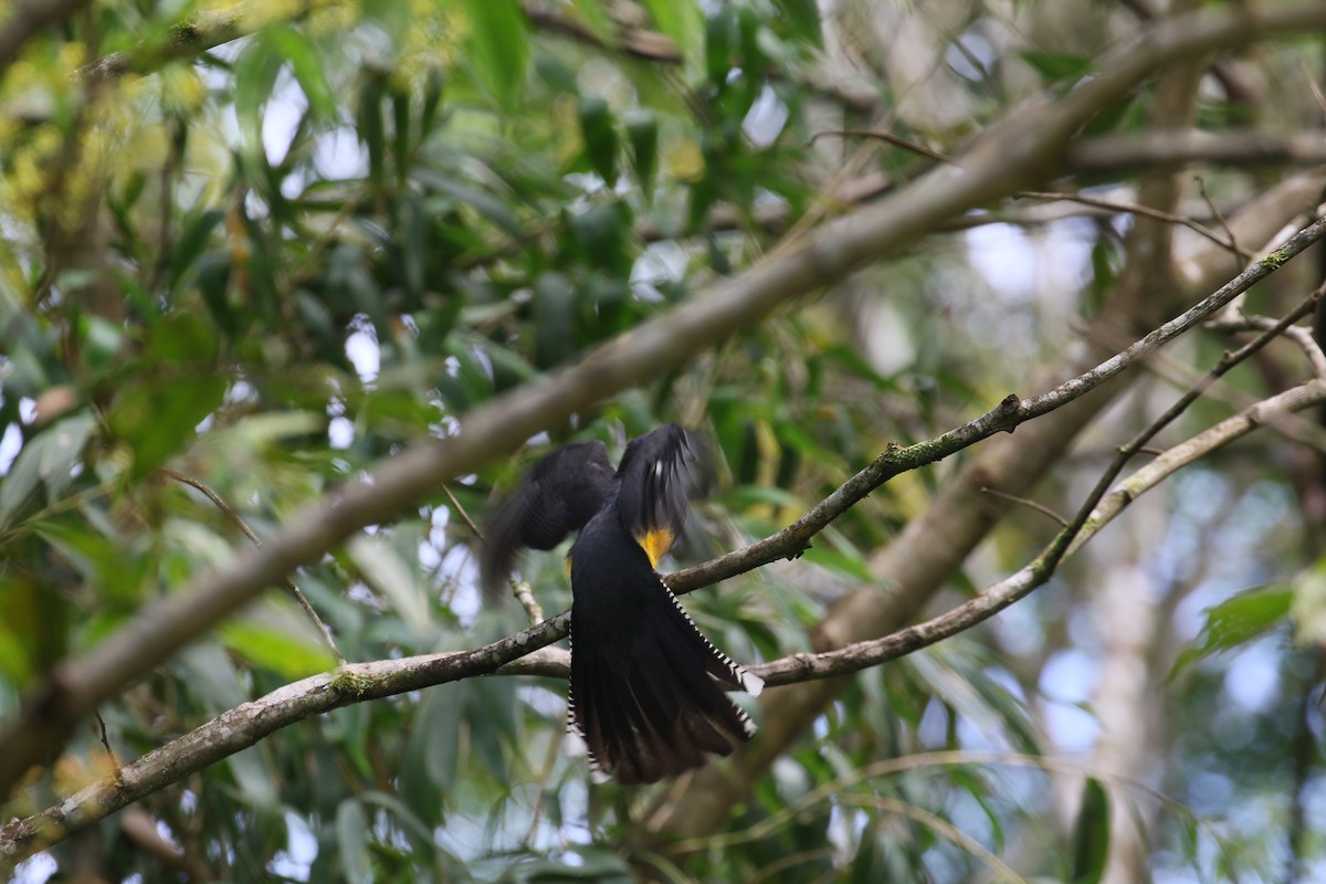 Trogon à queue blanche - ML408459441