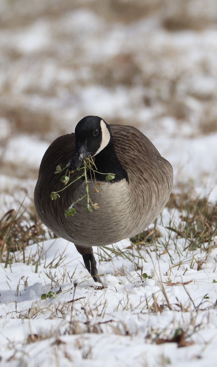 Canada Goose - ML408460111