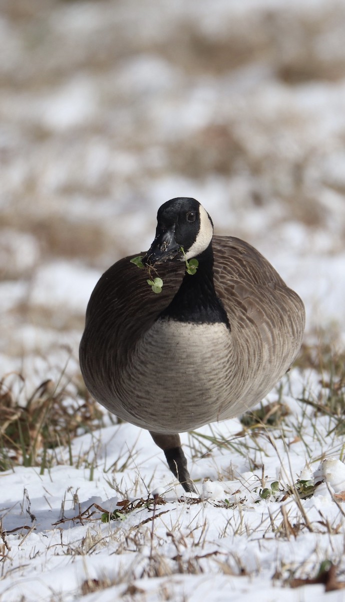 Canada Goose - ML408460121
