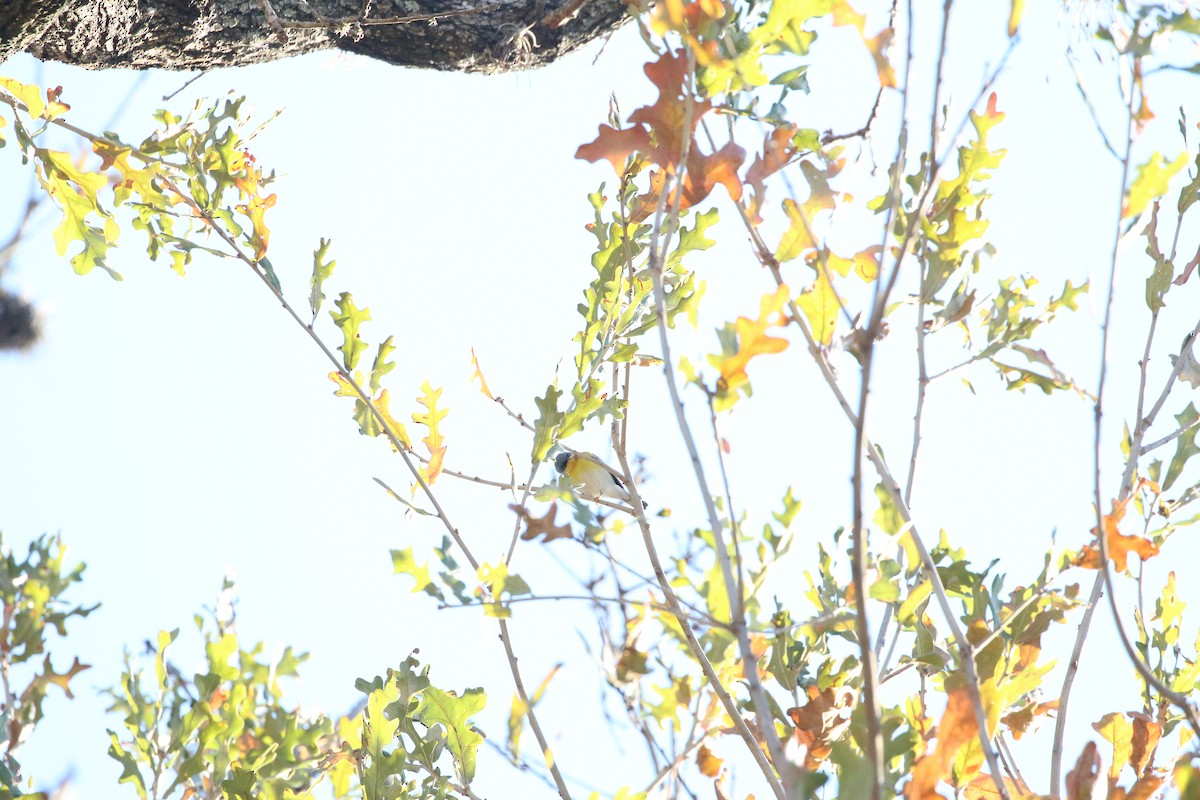 Tropical Parula - ML408460141