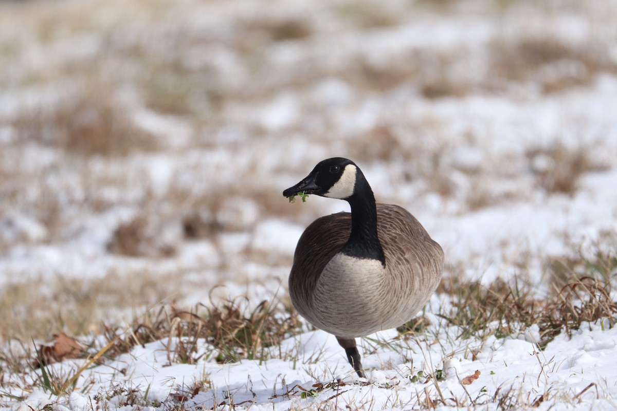 Canada Goose - ML408460151