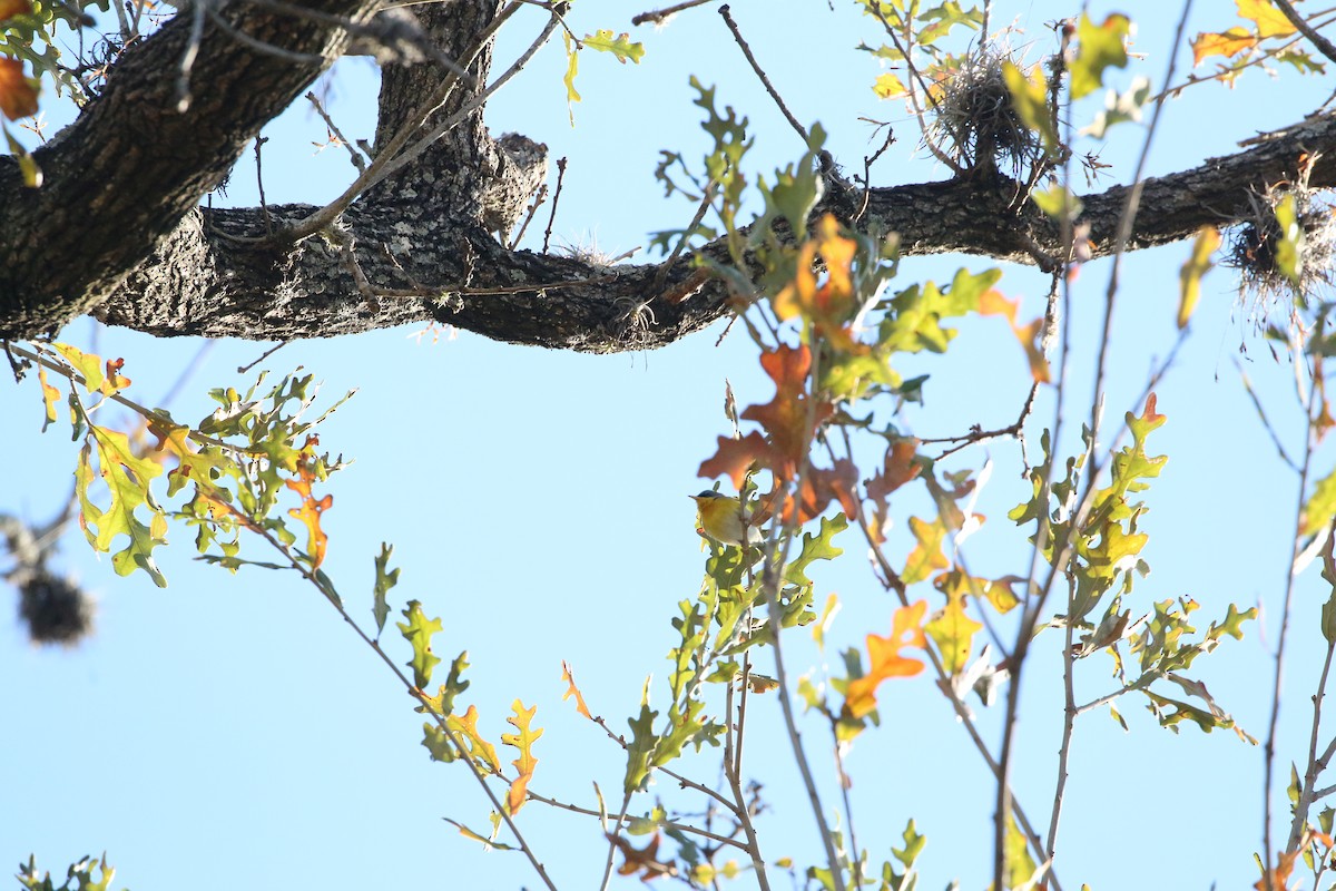 Tropical Parula - Samuel Randall