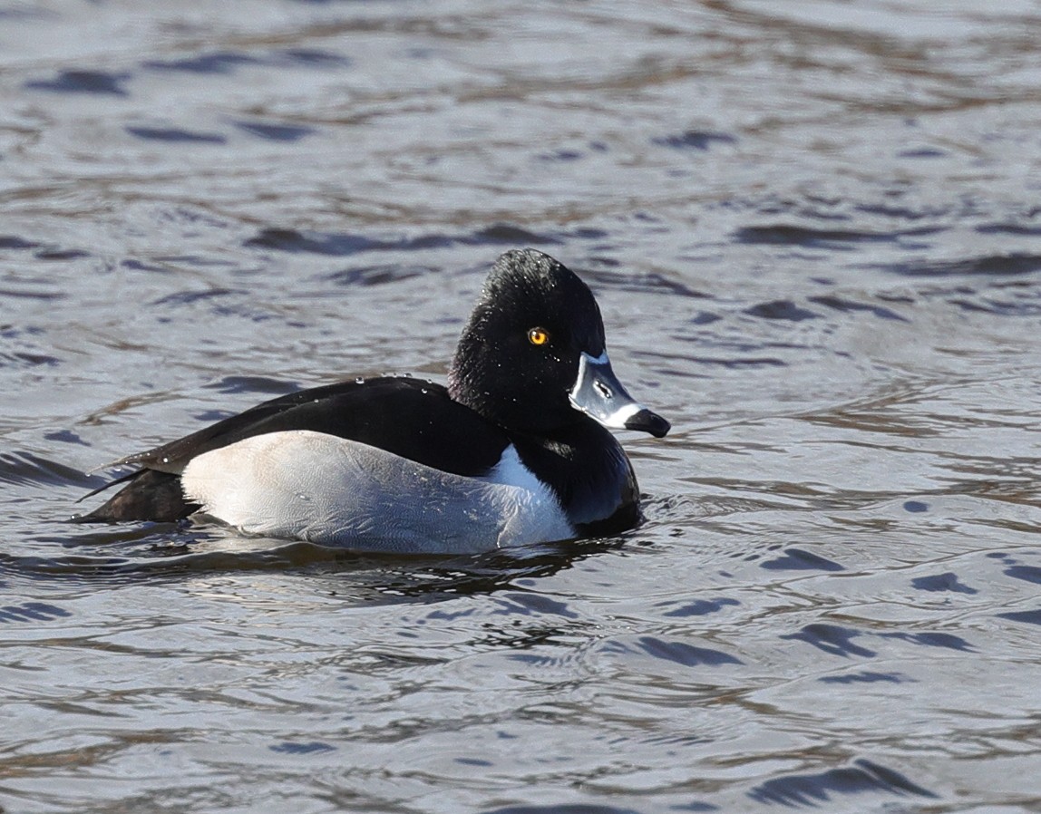 Ring-necked Duck - ML408460241