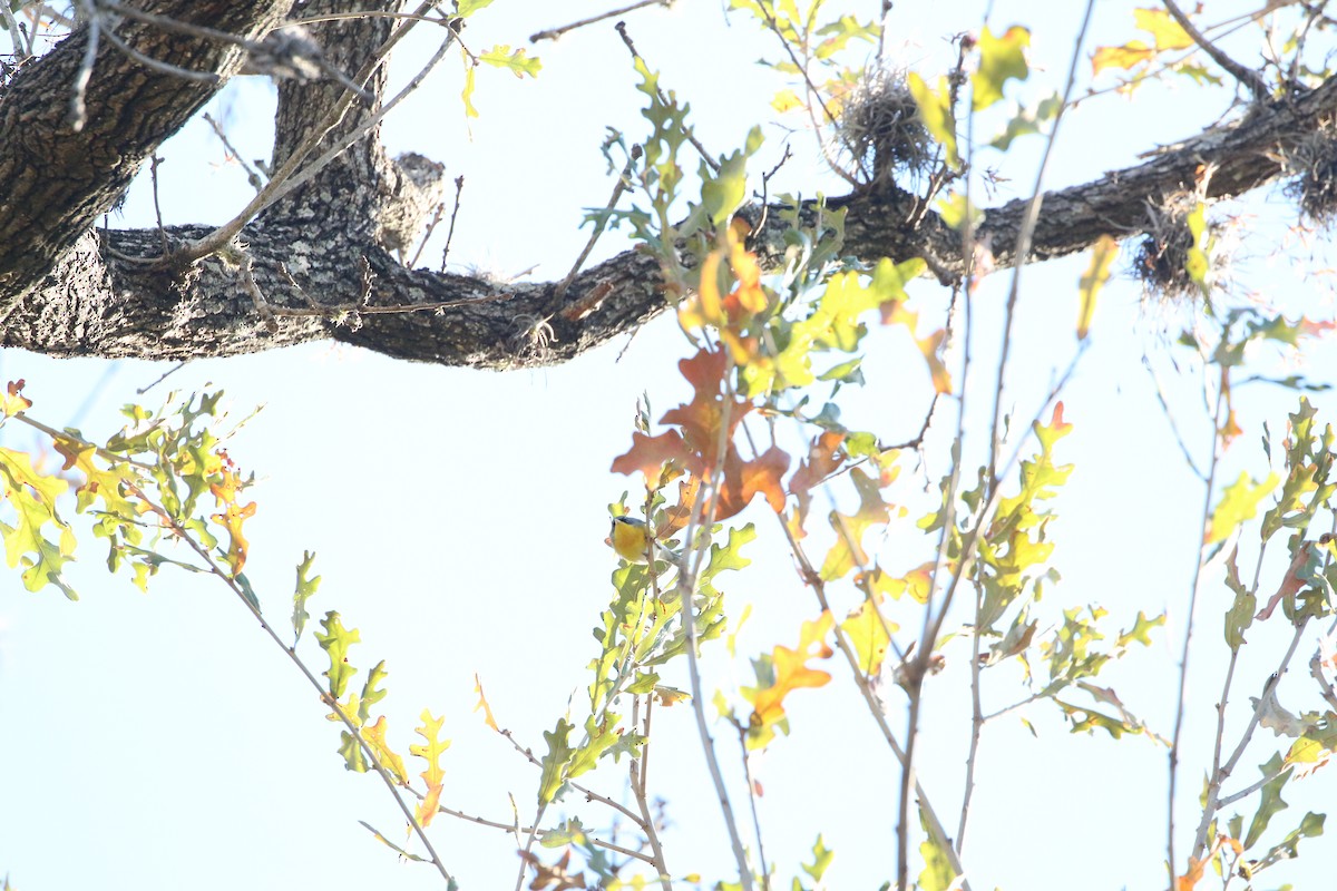 Tropical Parula - ML408460281