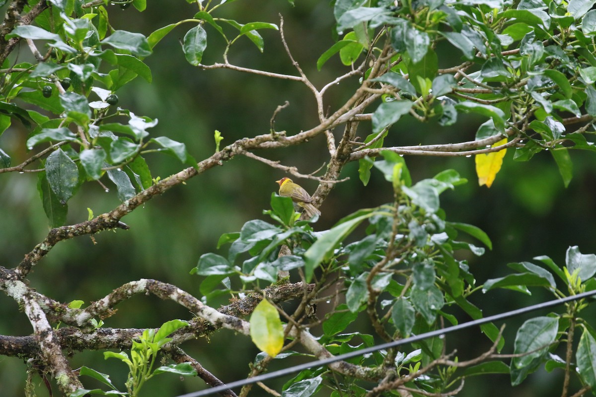 Rufous-headed Tanager - simon walkley