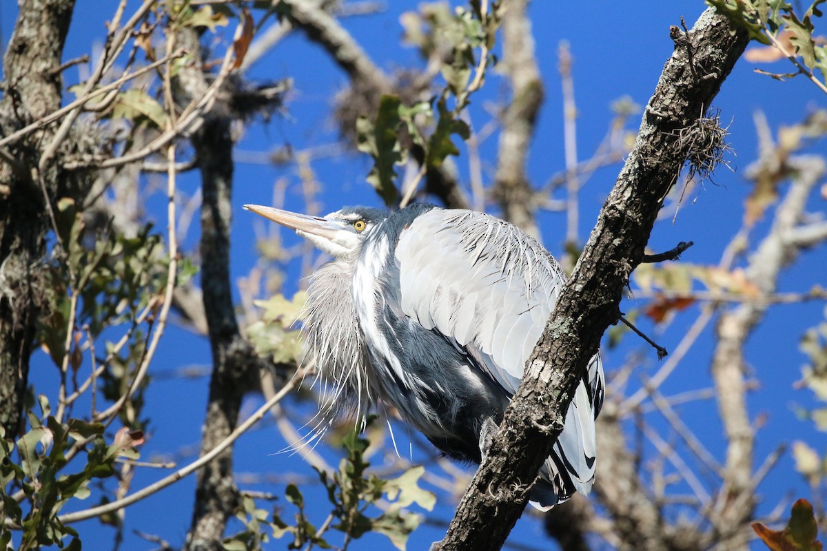 Great Blue Heron - ML408460361