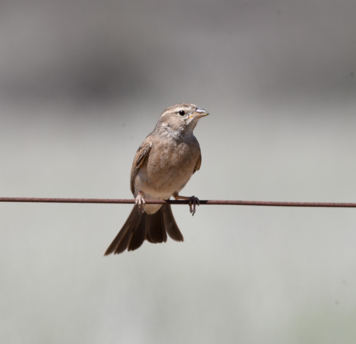 Lark-like Bunting - ML408460731