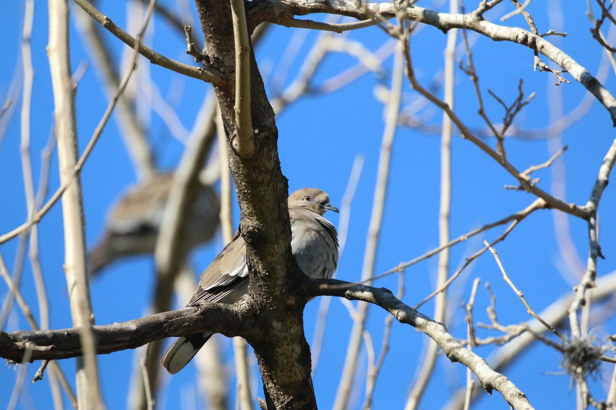 White-winged Dove - ML408460791