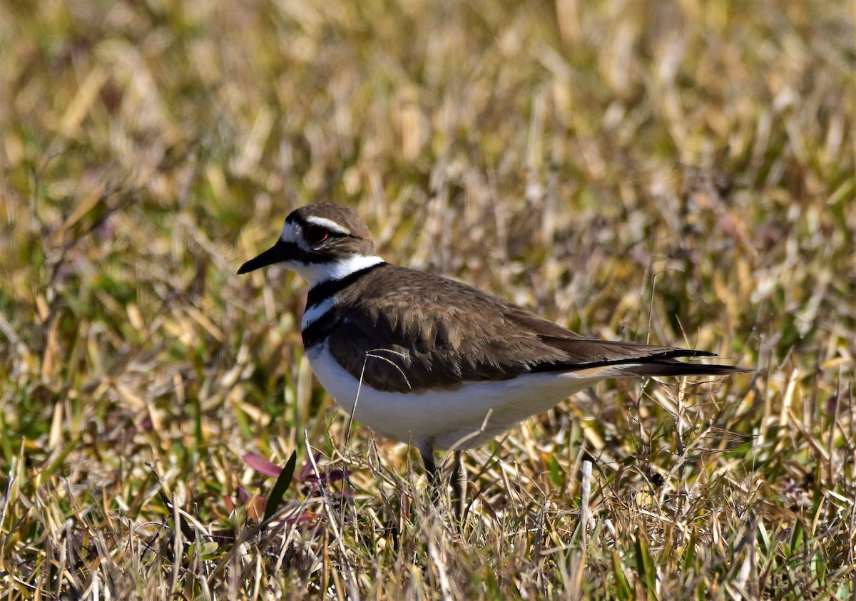 Killdeer - Greg Jackson