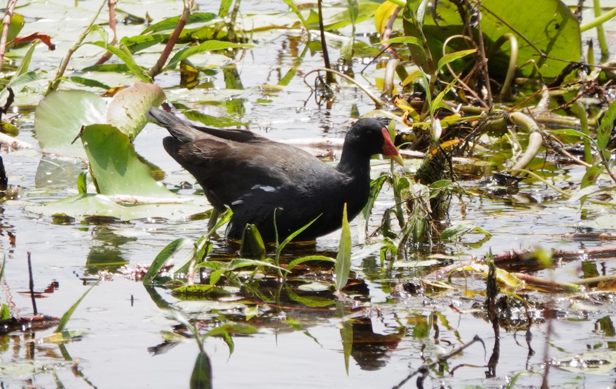 Eurasian Moorhen - ML408461661