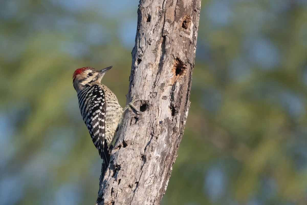 Ladder-backed Woodpecker - ML408462341