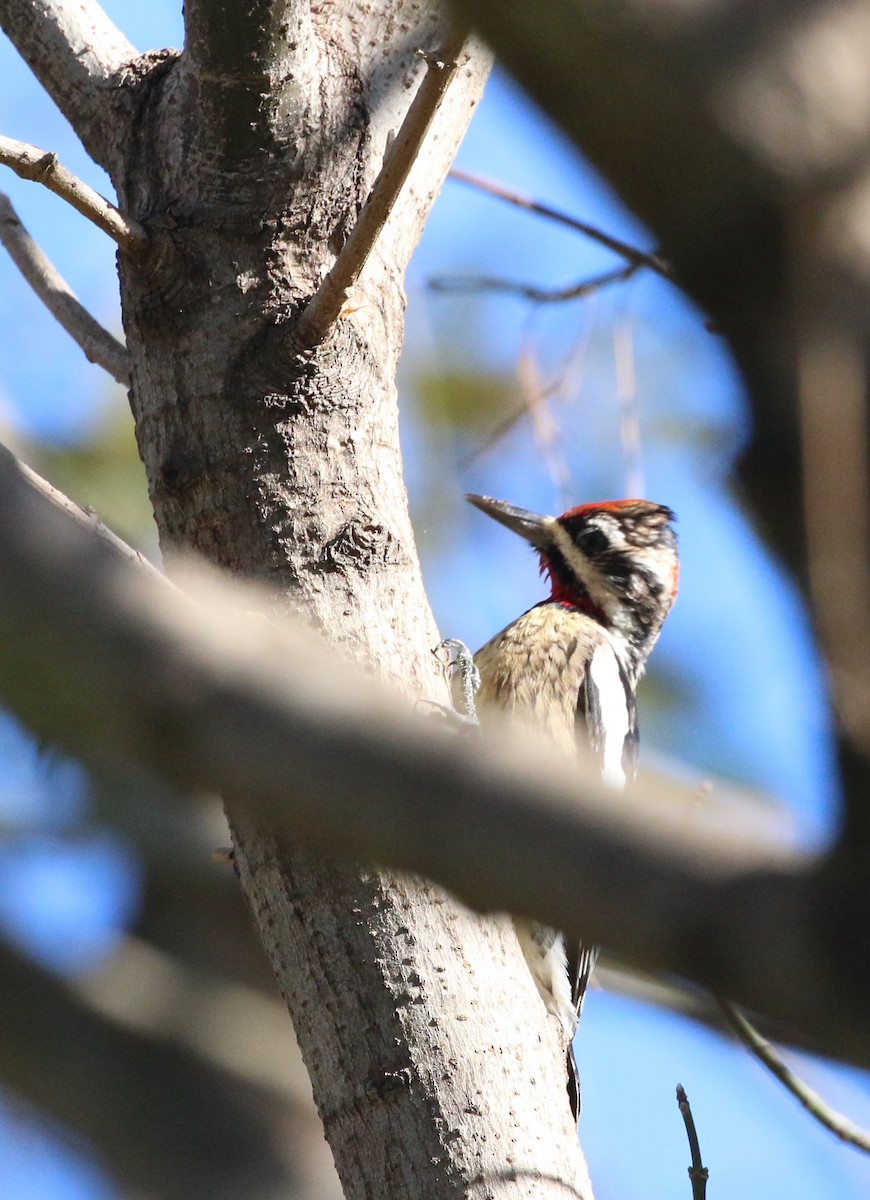 Red-naped Sapsucker - ML408462361