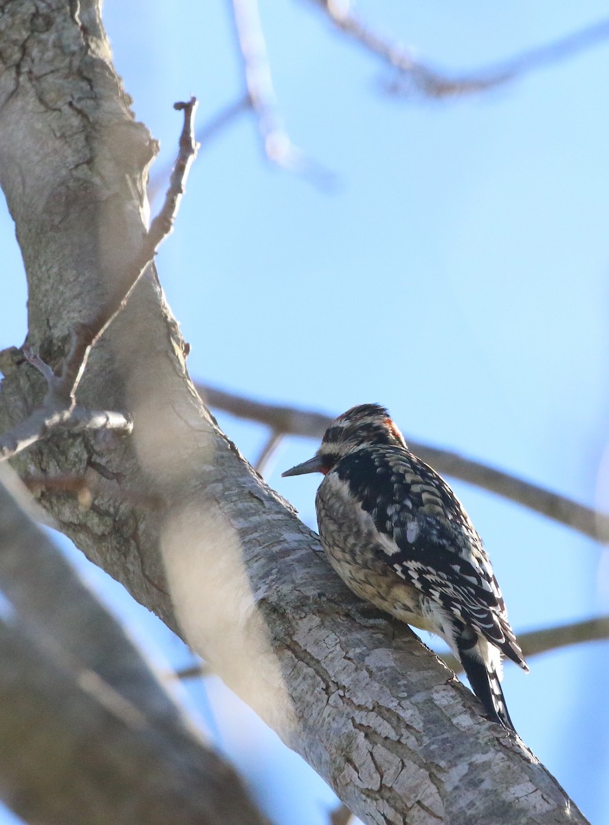 Red-naped Sapsucker - ML408462381