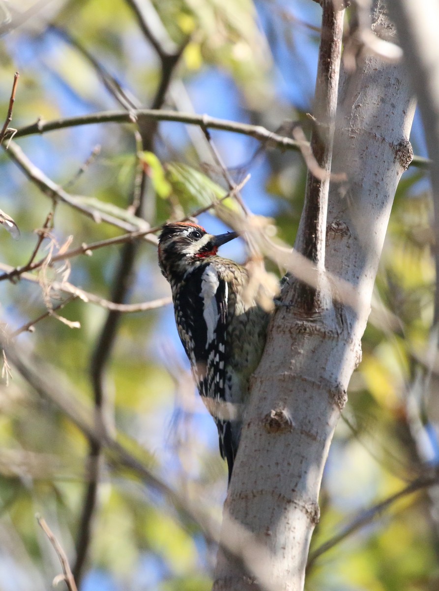 Red-naped Sapsucker - ML408462391