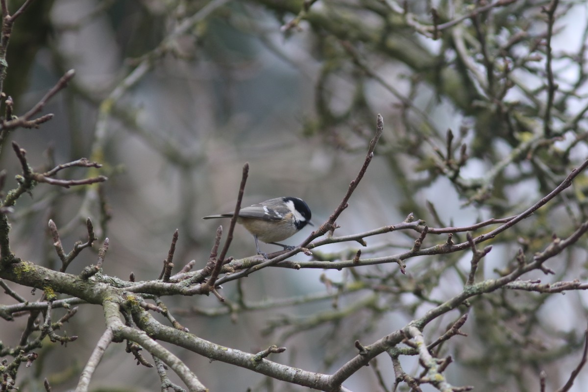 Mésange noire - ML408462791