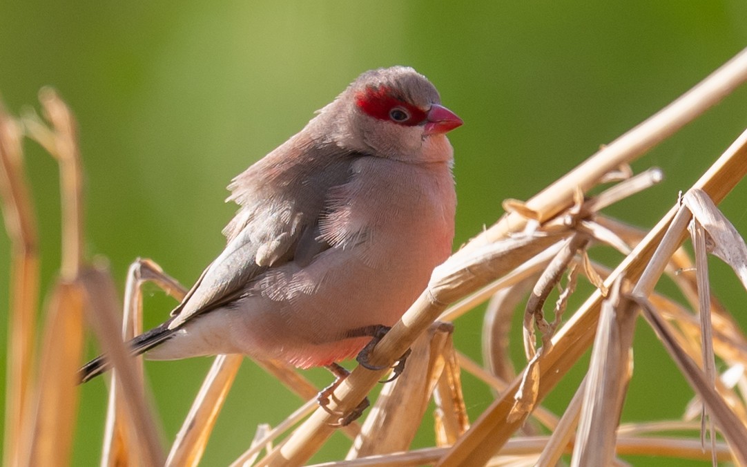 Black-rumped Waxbill - ML408463891