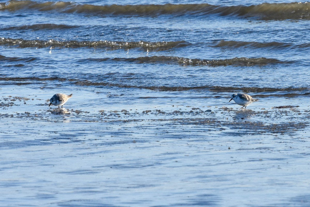 Sanderling - Ted Kavanagh