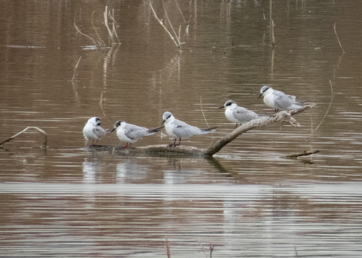 White-winged Tern - ML408465491