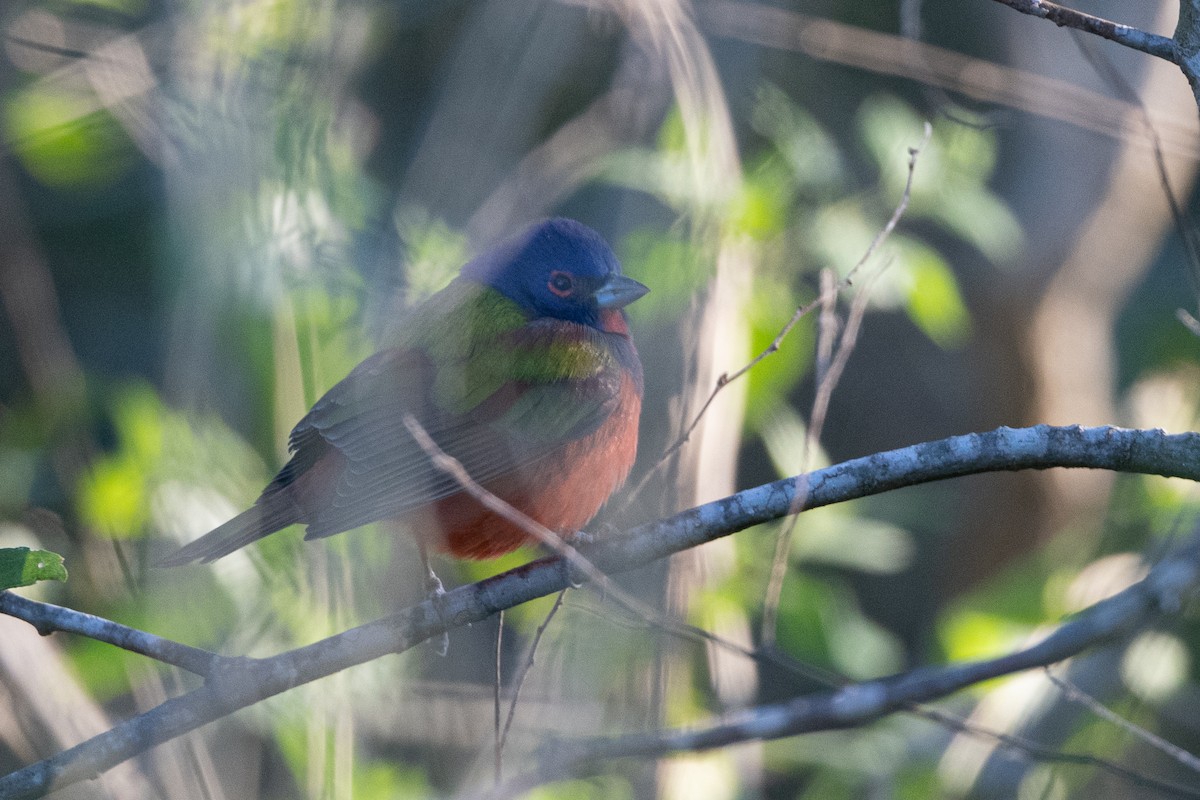 Painted Bunting - ML408465981