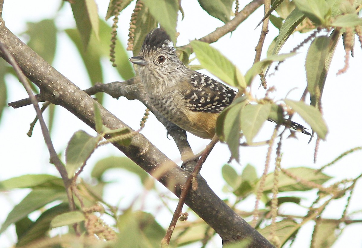 Chapman's Antshrike - David Beadle