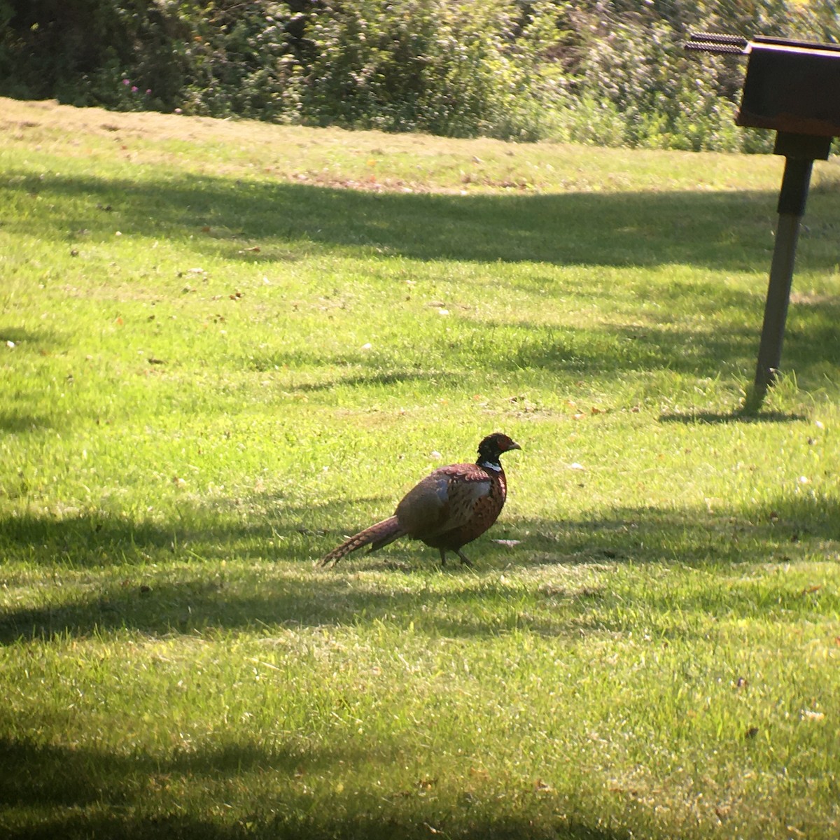 Ring-necked Pheasant - ML408466081