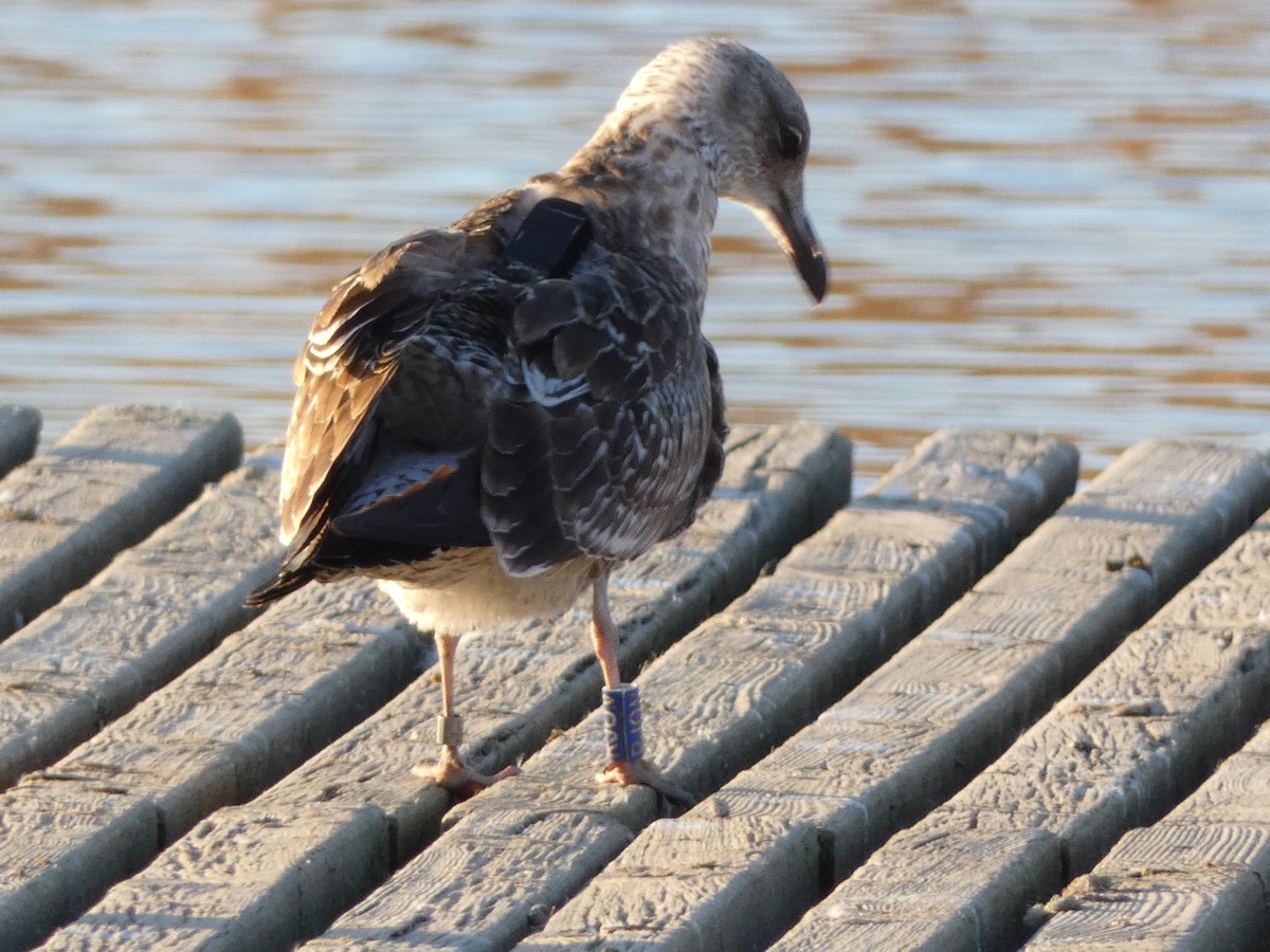 Lesser Black-backed Gull - ML408466361