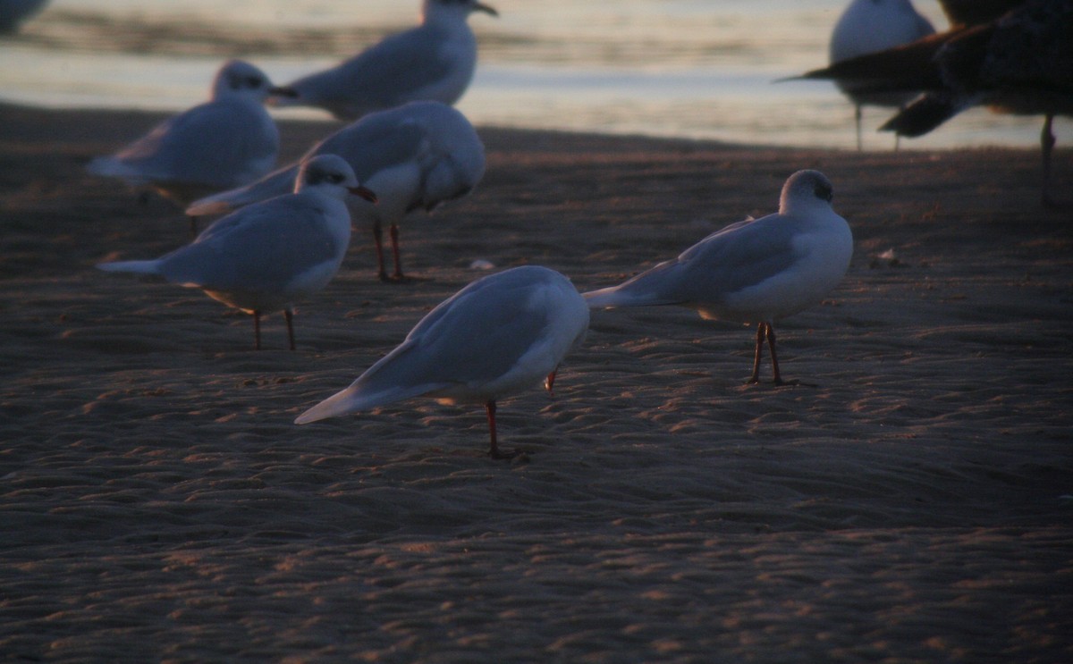 Gaviota Cabecinegra - ML408466631