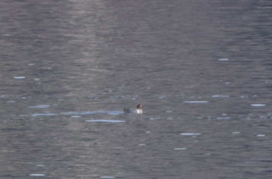 Green-winged Teal (American) - ML408466911