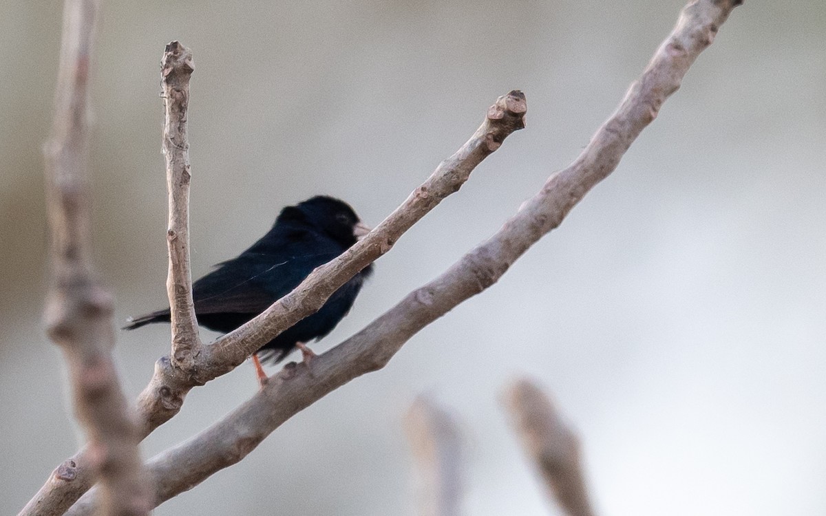 Cameroon Indigobird - ML408467791