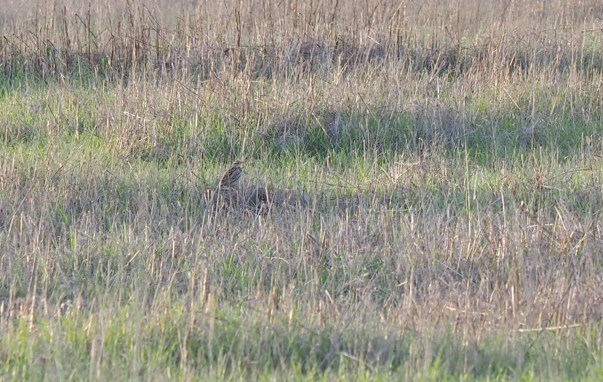 Western Meadowlark - ML408467951