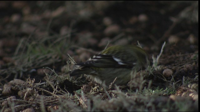 White-winged Crossbill - ML408468