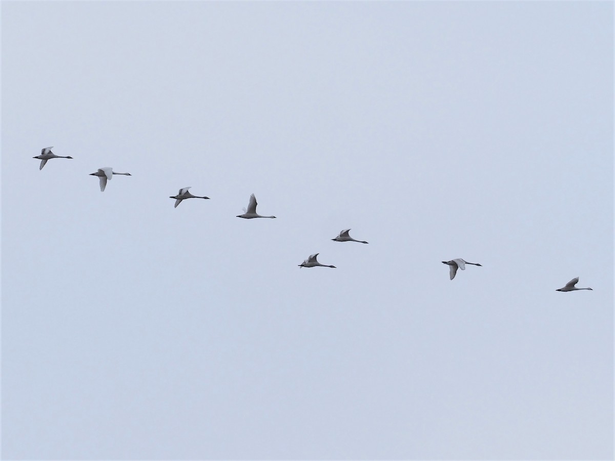 Tundra Swan - ML408468671