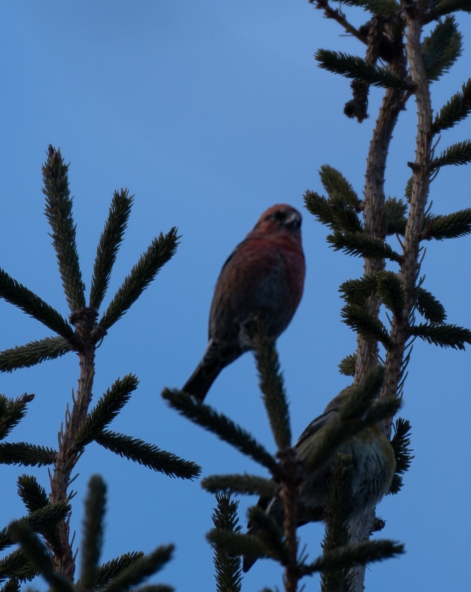 White-winged Crossbill - Jeff  Bahls