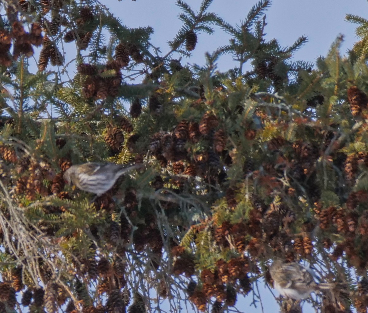 Common Redpoll - ML408468901