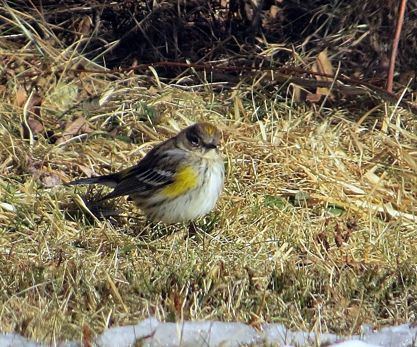 Yellow-rumped Warbler - ML408468961