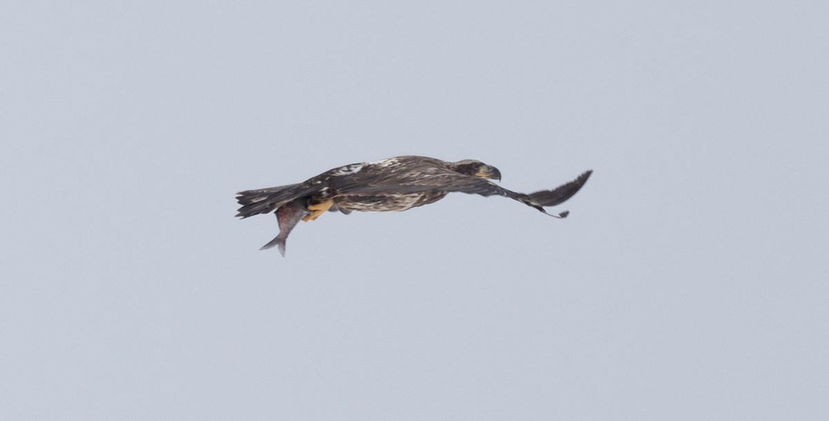 Bald Eagle - ML408469041